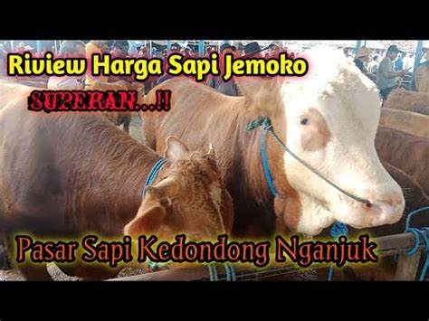 Update Harga Sapi Jemoko Super Dan Riview Sapi Juragan Magetan Pasar