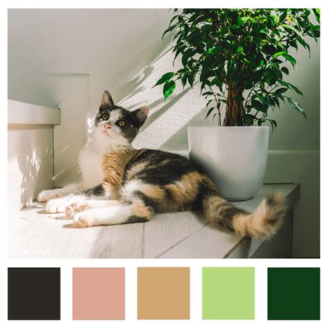 Calico Cat Color Palette — Free Theory