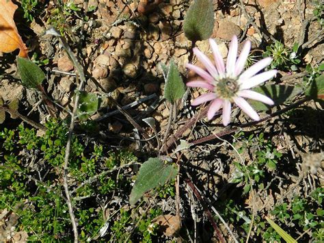 Flat African Daisy From Loerkop Greyton 7233 South Africa On October