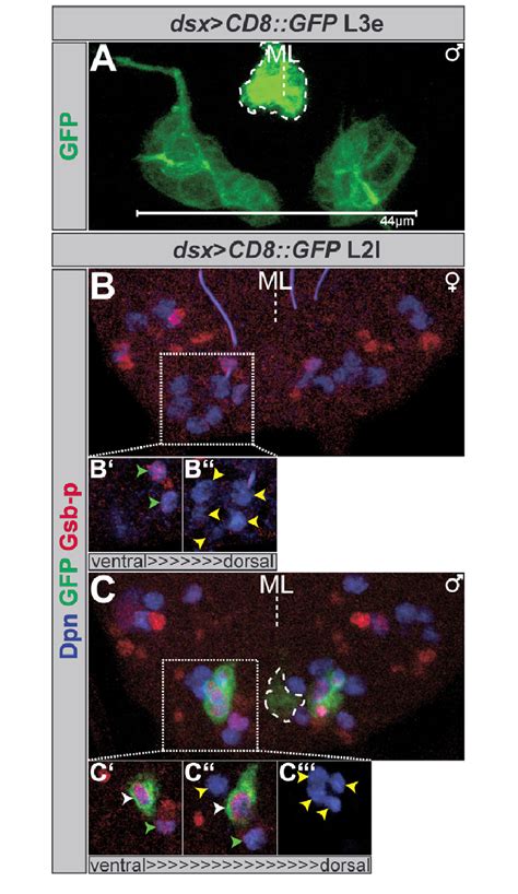 Sex Specific Neuroblasts At Late Second Instar And Early Third Instar