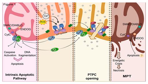 Physiopathology Of The Permeability Transition Pore Molecular