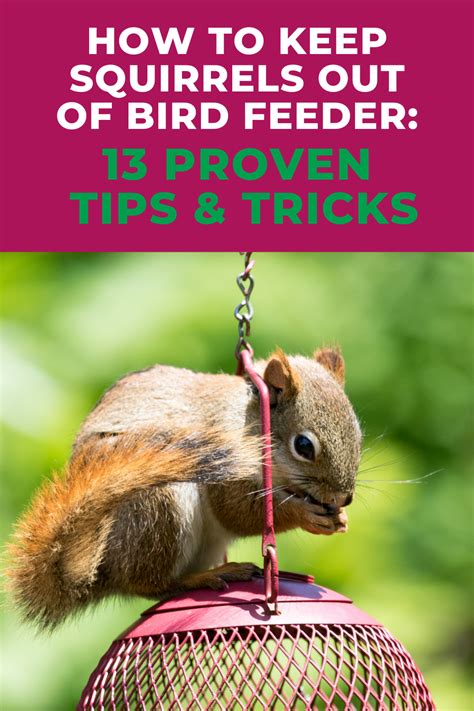 How To Keep Squirrels Out Of Bird Feeder Proven Tips Tricks