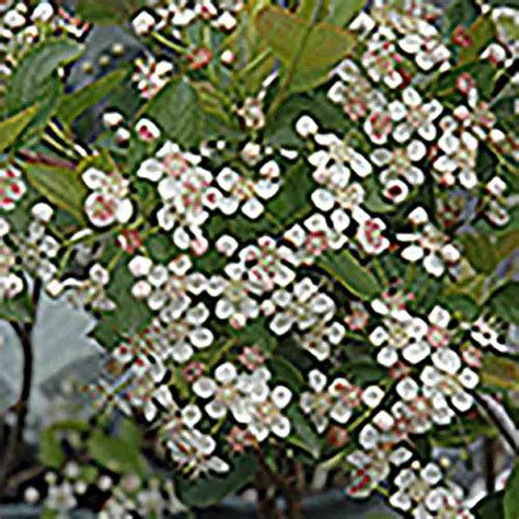 Viking Chokeberry Aronia Melanocarpa Viking Livingstone Outdoor