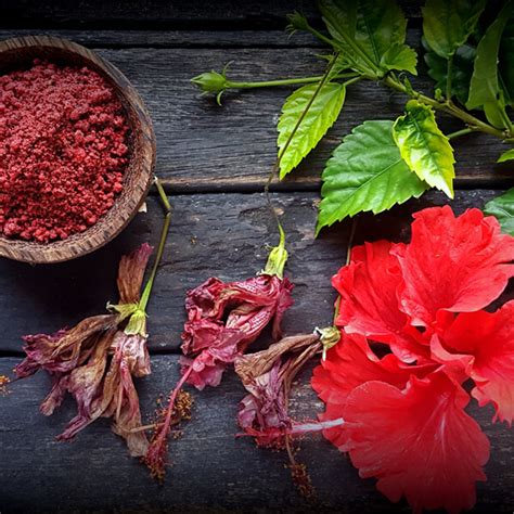 Hibiscus For Hair Growth Kama Ayurveda