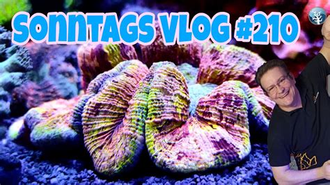 Der Meerwasseraquaristik Sonntags Vlog EP 210 Algen gehen zurück