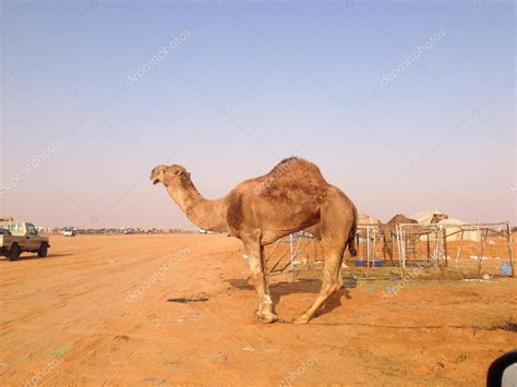 Camels in Saudi Arabia – Stock Editorial Photo © salemsf #34319721