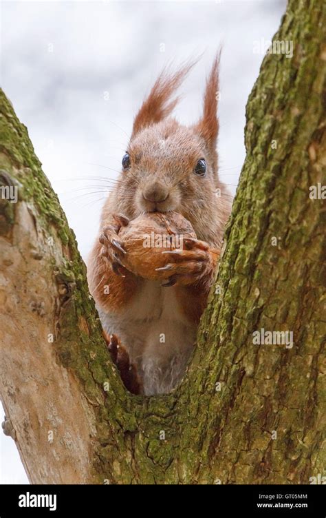 Close Up Of Squirrel Eating Walnut Stock Photo Alamy