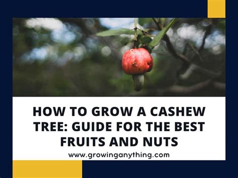 How To Grow A Cashew Tree Guide For The Best Fruits And Nuts