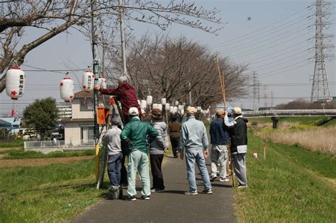 渋田川さくら開花情報 No7／歴史とロマンのふるさと ひらつか豊田／地元密着 ちいき情報局