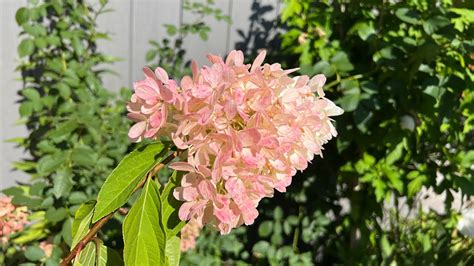 Zinfin Doll Panicle Hydrangea Recap Of Season Youtube