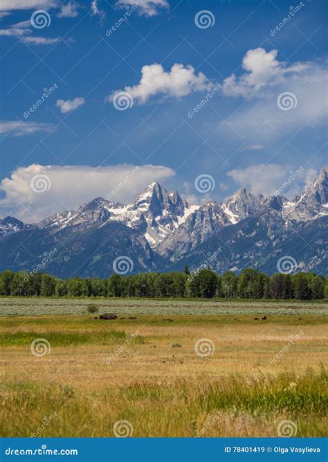 Bisons In Grand Teton National Park Royalty Free Stock Image