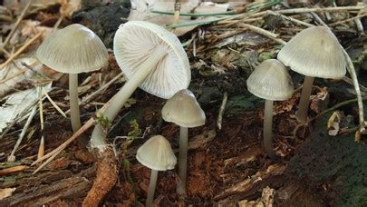 Mycena Galericulata The Ultimate Mushroom Guide