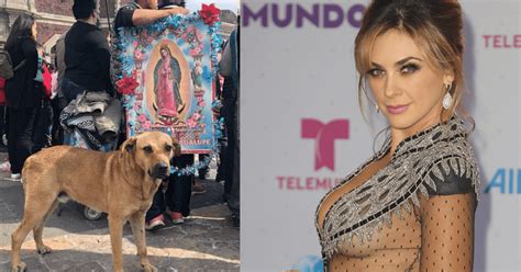 Aracely Ar Mbula Adoptar A Perro Que Peregrinos Abandonaron En La