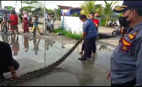 Geger Ular Piton Sepanjang Meter Masuk Ke Pemukiman Warga Inhil