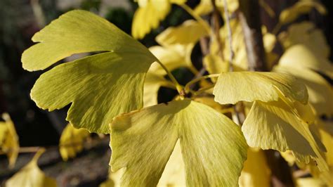 Ginkgo Biloba Ginkgo Gardens