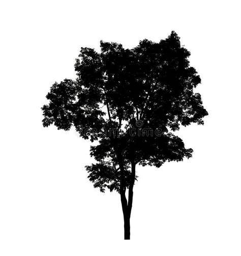 Tree Silhouettes Isolated on White Background . Stock Image - Image of ...