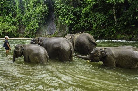 Fakta Gajah Sumatra Raksasa Indonesia Yang Makin Terancam