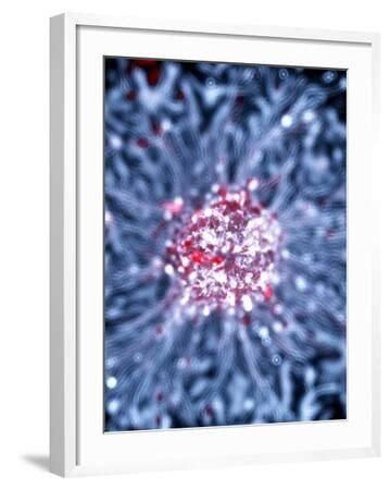 'Neural Stem Cell Culture' Photographic Print - Riccardo Cassiani ... 