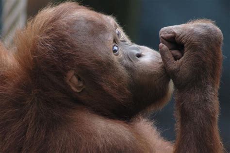 Save Orangutans from Extinction - GlobalGiving