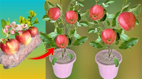 How To Grow Apple Tree From Seed Easily At Home Growing AppleTree