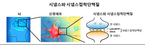 신경세포 연결 시냅스 접착단백질 복합구조 규명