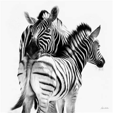 Zebra Pencil Drawing