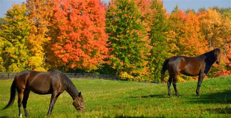 This small town in Ontario is one of the best places to view fall foliage | Lifestyle