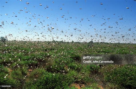 Swarm Of Locusts High-Res Stock Photo - Getty Images