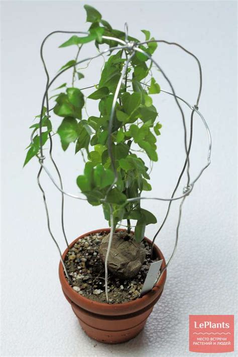 Диоскорея (Dioscorea) — описание, выращивание, фото | на LePlants.ru