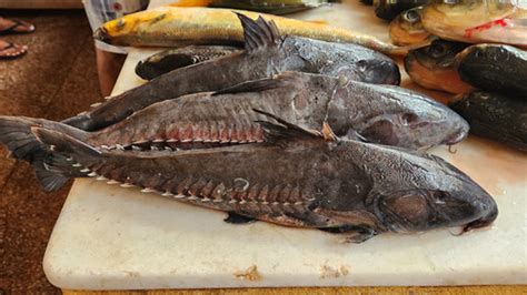 Galeria De Imagens Guia De Peixes Comercializados Em Monte Alegre