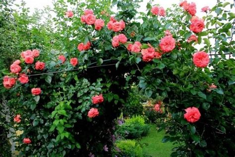 Роза плетистая Антик /саженец ОКС ПРИВИТЫЙ - купить с доставкой по ...