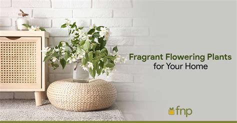 Best Fragrant Flowering Plants for Your Home - Ferns N Petals