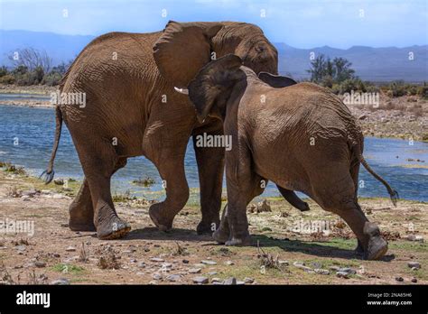 When Two Elephants Fight And Lock Trunks Stock Photo Alamy