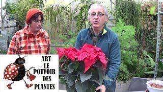 Que faire si les feuilles du poinsettia s enroulent sur elles mêmes