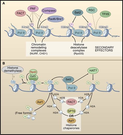 The Role Of Chromatin During Transcription Cell