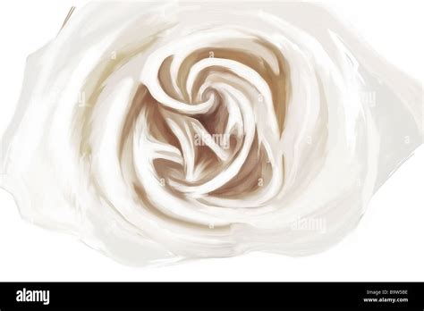 white rose drawing Stock Photo - Alamy