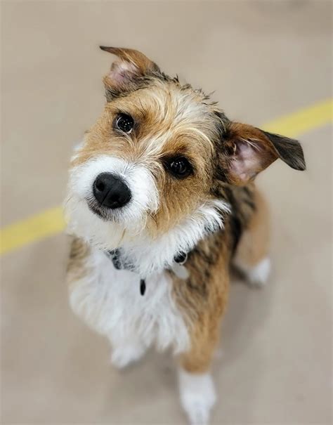 Better Bond Dog Training