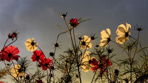 Wallpaper Sunlight Sunset Flowers Nature Sky Field Yellow