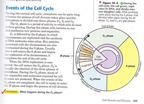 Mitosis Anaphase Diagram