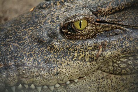 Black Alligator on Water · Free Stock Photo