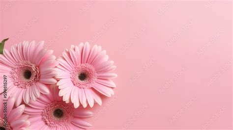 Pink Flowers on pink background with copy space, Banner Design ...