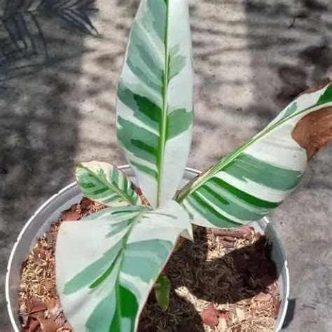 Jual Promo Tanaman Hias Pisang Variegata Pohon Pisang Variegata