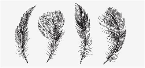 Feathers On White Background Hand Drawn Sketch Style 13335568 Vector