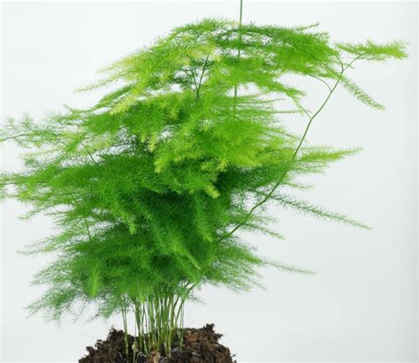 Plume Lace Fern Asparagus Setaceus Plumosus Nanus 10 Seeds