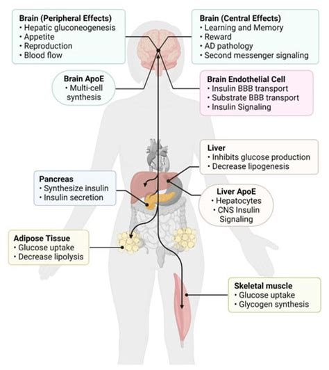 Biomedicines Free Full Text Insulin Resistance In Peripheral Tissues And The Brain A Tale