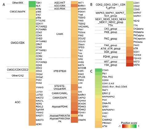 Analysis of kinases activity. Kinase-substrate relations predicted by ... 