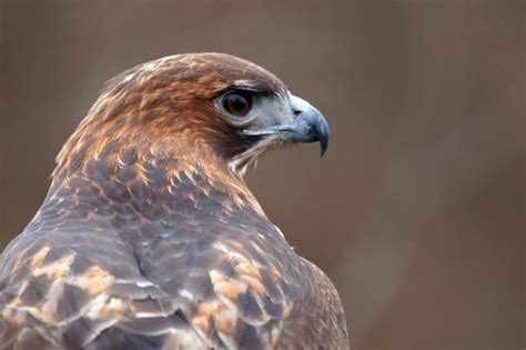 How to Identify a Red-Tailed Hawk - Birds and Blooms