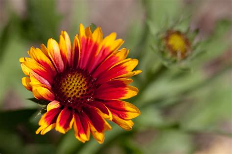 arizona sun blanket flower plant 5