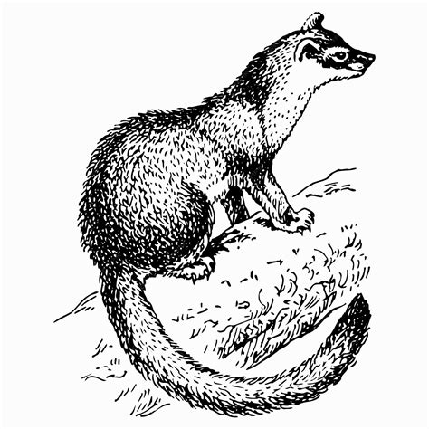 Yellow Throated Marten 9