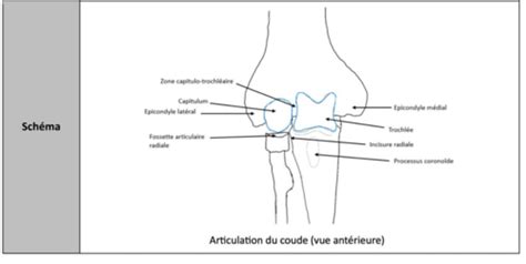 Ue Fc Arthrologie Et Myologie Du Membre Sup Rieur Cartes Quizlet